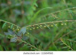 Image result for Phyllanthus pentandrus