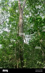 Image result for Cynometra alexandri