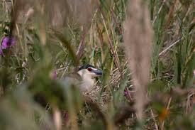 Image result for Savannosiphon euryphyllus