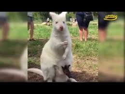 Maybe you would like to learn more about one of these? Did You Know Baby Kangaroos Are Called Joeys Youtube
