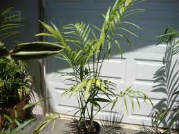 Image result for Chamaedorea radicalis