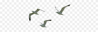 Seagull Flying Png Png Image Seagull Png Stunning Free Transparent Png Clipart Images Free Download Find illustrations of seagull flying.