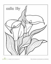 Calla Lily Worksheet Education Com Lilies Drawing Flower Drawing For Kids Coloring Pages Nature