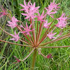 Image result for Brunsvigia