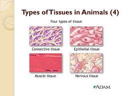 What are the 4 types of tissues found in animals. Specialized Plant And Animal Tissues 2 Lesson 7 October 7 Th Ppt Download
