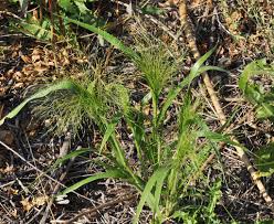 Image result for Panicum adenophorum