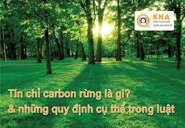 Tín chỉ carbon rừng là gì và những quy định cụ thể trong luật - Công ty  TNHH Chứng nhận KNA