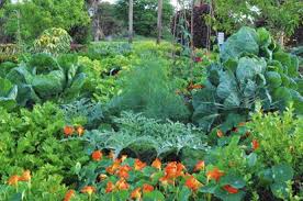 Find the perfect florida botanical gardens stock photo. Free Entry At Mounts Botanical Garden Through September South Florida Sun Sentinel South Florida Sun Sentinel