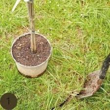 Das gilt vor allem für pflanzen mit nackten wurzeln und mit ballen. Obstbaume Richtig Pflanzen So Gelingt S Lowenzahn