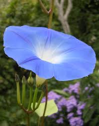Image result for Ipomoea violacea