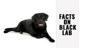 Labrador retriever, wisconsin » gillett. Black Lab Complete Guide On The Black Labrador Retriever Petmoo