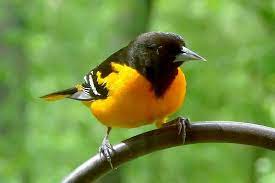 The flashy black, white, and cinnamon males and the less flamboyant females sing from perches in suburbs, desert thickets, and mountain forests. 15 Birds With Orange Bellies Pictures Bird Feeder Hub