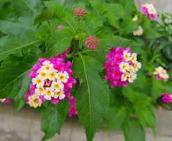 Lantana Flower Lantana Flower Flower Pots Plants