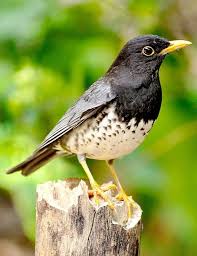 Japanese Thrush Turdus Cardis Nature Birds Beautiful Birds Colorful Birds