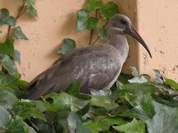Gauteng Garden Birds Of South Africa The Noisy Hadedah Ibis A Common Visitor To Johannesburg Urban Gardens South Africa South African Birds Southern Africa South Africa