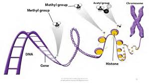 Epigenetics A New For Understanding The Homoeopathy Epigenetics Molecular Genetics Methyl Group