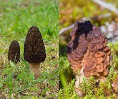 Grzyby płuczemy na sicie, a następnie przekładamy do miski i zalewamy ciepłą wodą. Czy Smardze Sa Trujace Wszystko Co Musisz Wiedziec O Tych Grzybach Smardze Jedyna Taka Hodowla Smardzow W Polsce