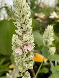 Image result for Justicia betonica