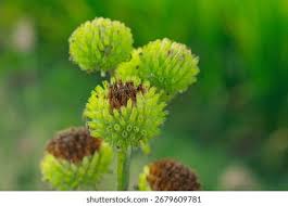 Image result for Hyptis