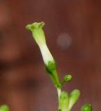 Image result for Rauvolfia mombasiana