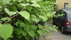 How to identify japanese knotweed? How To Rid Your Garden Of Japanese Knotweed Real Homes