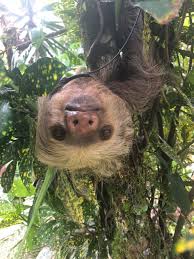 Can All Sloths Swim Better Yet Can A Sloth With Only One Arm Swim Find Out In Our Latest Blog Post Written By Sam Trul Cute Sloth Pictures Sloth Cute Sloth