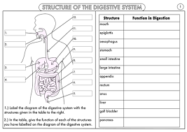 Gcse Digestion Topic Resource Pack Biology Worksheet Human Digestive System Digestive System Worksheet