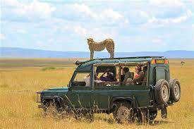 Go on a quintessential tanzania safari or kenya safari with game drives in search of the big 5 at serengeti or masai mara, wildlife spotting near ngorongoro crater and bird watching at lake manyara. Safari On Livestream Africa S Virtual Tourism Takes Off Amid Pandemic Eubulletin Com