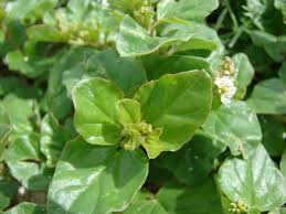 Image result for Boerhavia repens