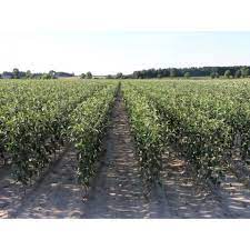 Check spelling or type a new query. Fruit Tree And Shrub Nurseries Nursery Material Poland Export Com