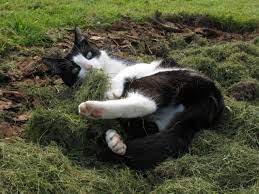 Wenn ein nachbar fünf katzen hat, ist der besuch von zwei nachbarskatzen aufgrund des nachbarschaftlichen gemeinschaftsverhältnisses hinzunehmen (urteil vom 17.03.1993, aktenzeichen: Katzen In Der Nachbarschaft Tier Und Naturschutz Im Vogelsberg