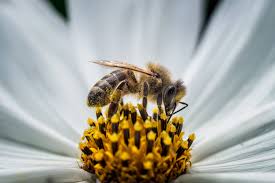 When bees land on a flower, like this milkweed flower, their feet often slip. Surprise Bees Need Meat Scientific American