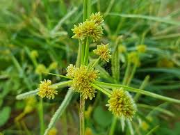 Image result for Cyperus difformis