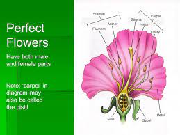 The male part of a flower is stamen. The Great War Project The Biology Of The Flower It S All About Sex Ppt Video Online Download