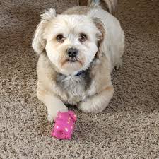 Hi all! I just wanted to introduce myself and share a photo I took. This is  Mister Koda man