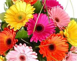 Gerbera daisies.distinguished by their large, beautiful blooms and wide assortment of vibrant colors gerbera daisies have become the fifth most popular flower in the world. Get High Returns With Proper Gerbera Flower Cultivation