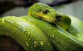 Black And White Snake Dream Meaning In Islam Pin On Islamic Dream Interpretations