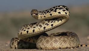 Jealousy And Suspicion The Apostle James Wrote For Where Jealousy And Selfish Snake Facts Animals Snake