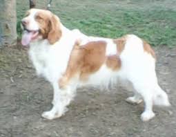 Image result for německý křepelák postava