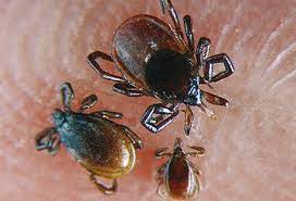 You may not notice anything wrong at first, but in a few hours you'll start to itch. 5 Signs And Symptoms Of Chiggers Bites How To Get Rid Of Them