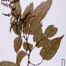 Image result for Dialium holtzii