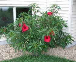 Maybe you would like to learn more about one of these? National Garden Bureau And The Shrub Of 2021 Garden Bite