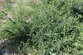 Image result for Commiphora angolensis