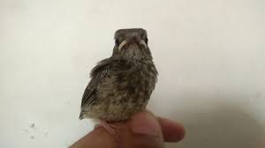Burung sikatan atau burung kapasan atau white throated fantail bukan termasuk burung yang populer di kalangan penghobi burung. Srdc Lolohan Anakan Sikatan Rimba Dada Coklat Youtube