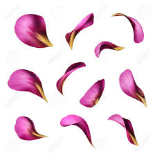 Are you looking for the best 6 petal flower clipart for your personal blogs, projects or designs, then clipartmag is the place just for you. Purple Flower Petals Botanical Illustration Floral Clip Art Isolated On White Background Stock Photo Picture And Royalty Free Image Image 82056574