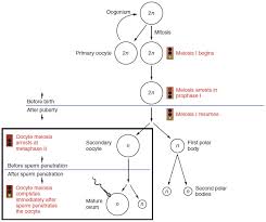 Anatomy And Physiology Of The Female Reproductive System