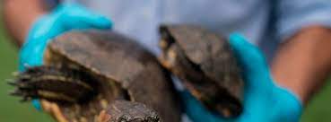 How To Become A Wildlife Biologist | Bestcolleges