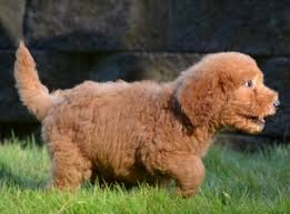 Goldendoodle puppies for sale and dogs for adoption in tennessee, tn. Mini Goldendoodle Tennessee Mini Goldendoodle