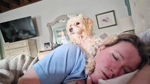 🚨 FOUND A WILD PUPPY! 🚨 This little 6lb mystery pup was running loose in  the road, dodging cars and giving me a full-on workout before I finally  tackled her to safety.