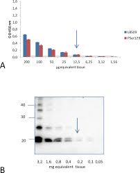 Detection Of Disease Associated A Synuclein By Enhanced Elisa In The Brain Of Transgenic Mice Overexpressing Human A53t Mutated A Synuclein Protocol Translated To Italian